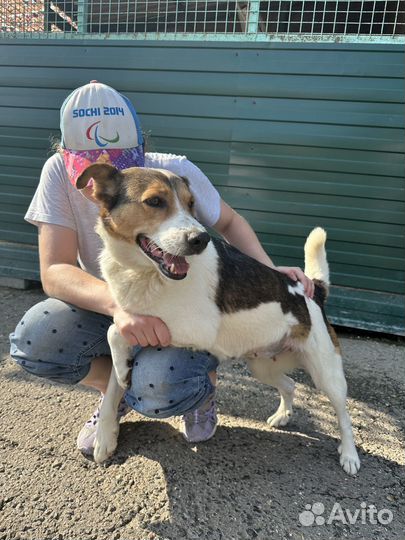 Ласковая собачка с больным глазиком из приюта