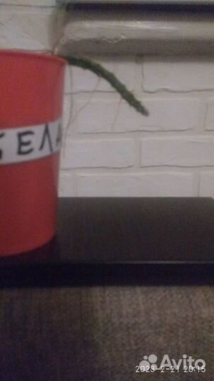 Питахайя / Драгонфрут