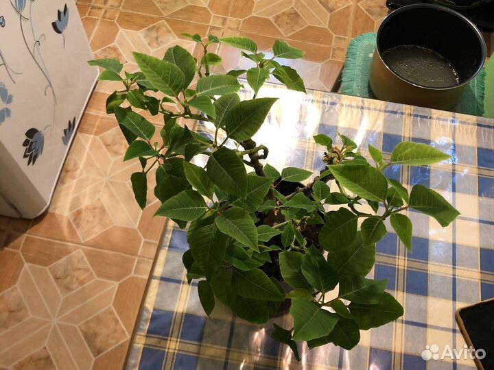 Рождественская звезда цветок