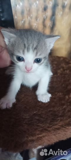 Котята отдам в добрые руки бесплатно