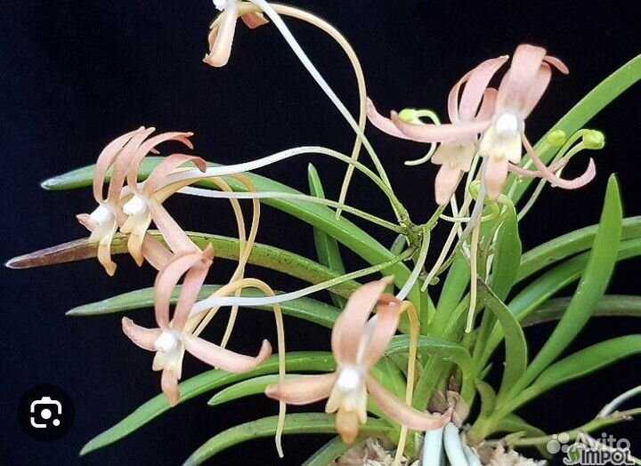 Neofinetia falcata