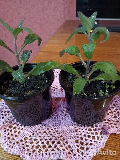 Каланхоэ лечебное