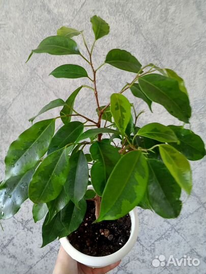 Фикусы сортовые