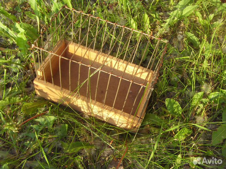 Клетка маленькая - бесплатно