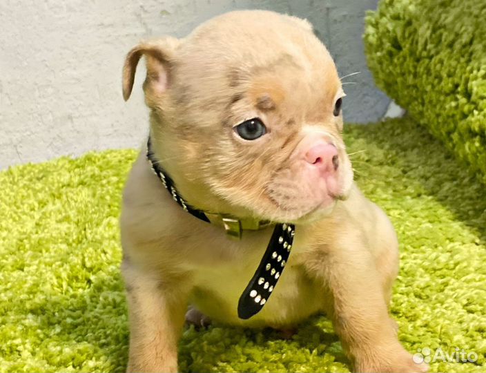 Американский булли щенок мальчик микро экзот