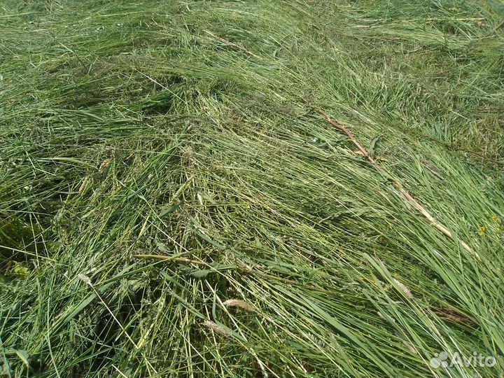 Сено в тюках