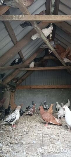 Голуби продажа бойные и летные