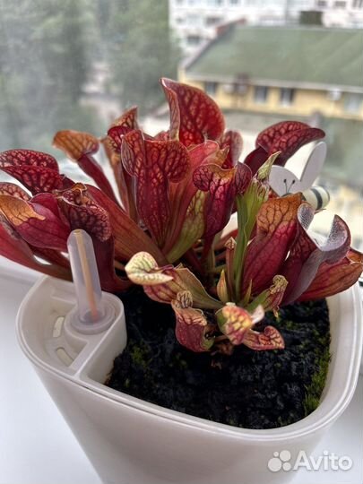 Саррацения пурпурная (Sarracenia purpurea)