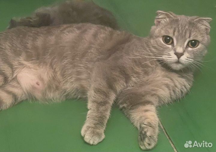 Британская вислоухая кошка