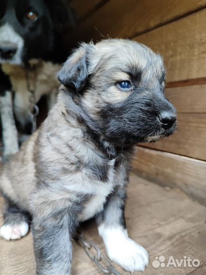 Собака в добрые руки щенок