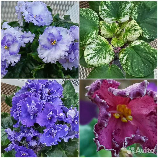 Сортовые фиалки