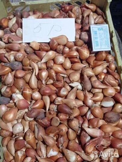 Луковицы тюльпанов