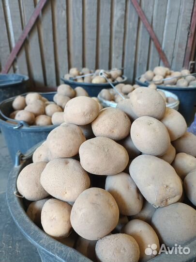 Картофель на посадку