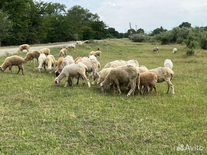Овцы бараны матки