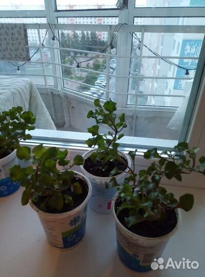 Альтернантера бетзикиана