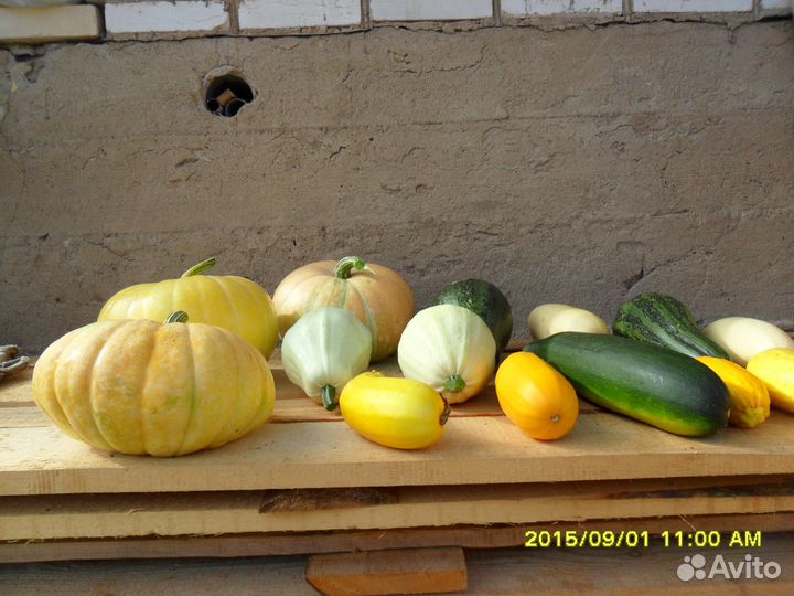 Конский навоз