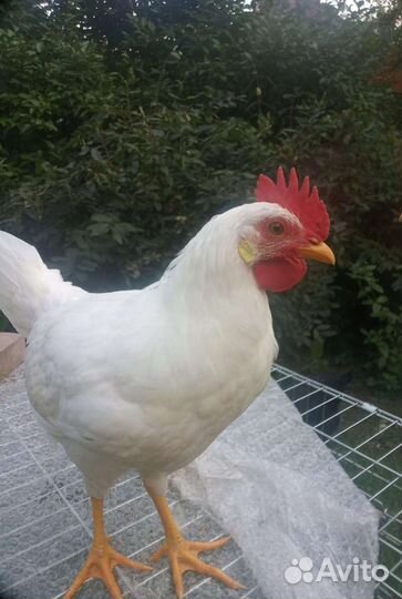 Петух леггорн