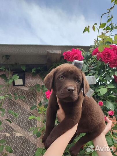 Лабрадор щенки