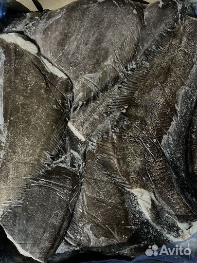 Палтус синекорый