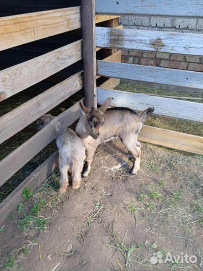 Продам козлят