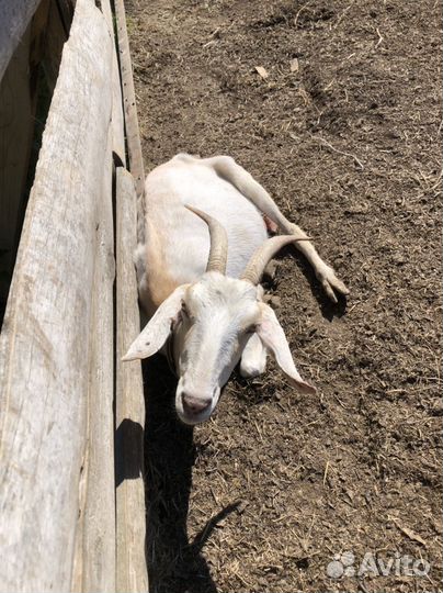 Козы и козлята