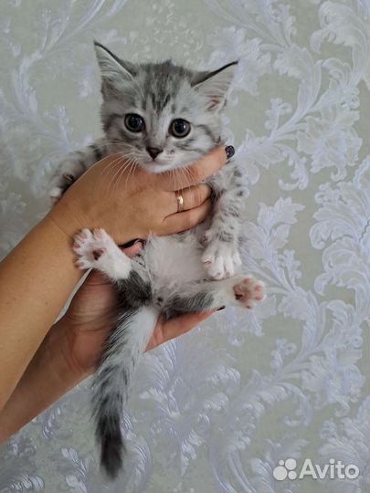 Сибирская
