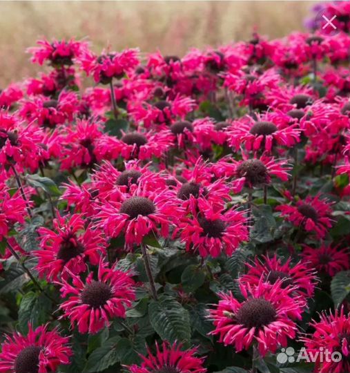 Душистые травы: монарда, тимьян, душица, шалфей