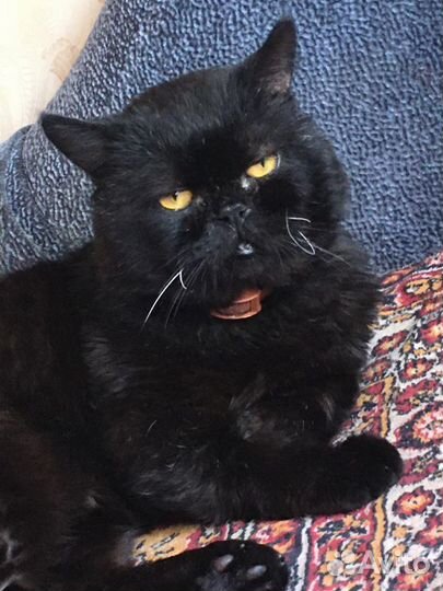 Шотландских котик