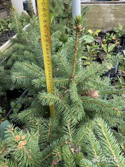 Ель сизая колючая