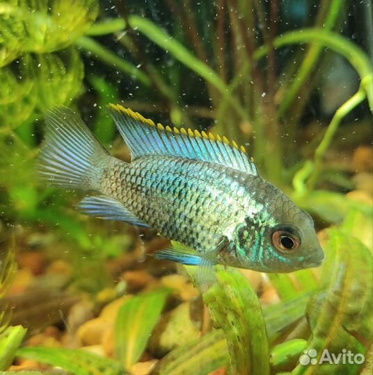 Наннакара неоновая