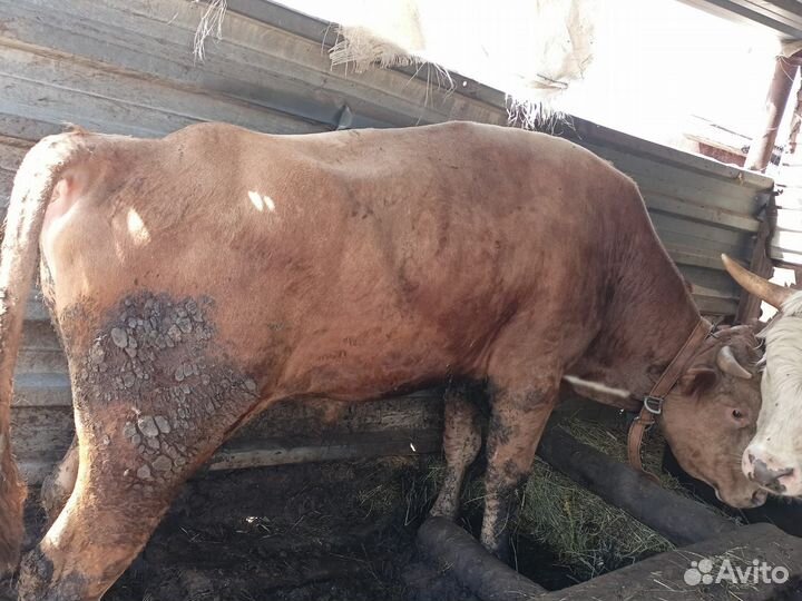 Бычки на мясо