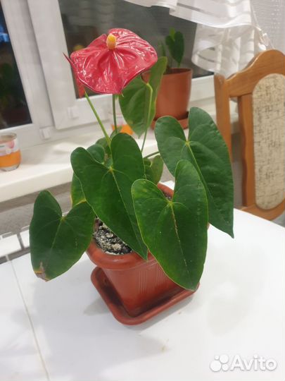 Комнатные цветы антуриум