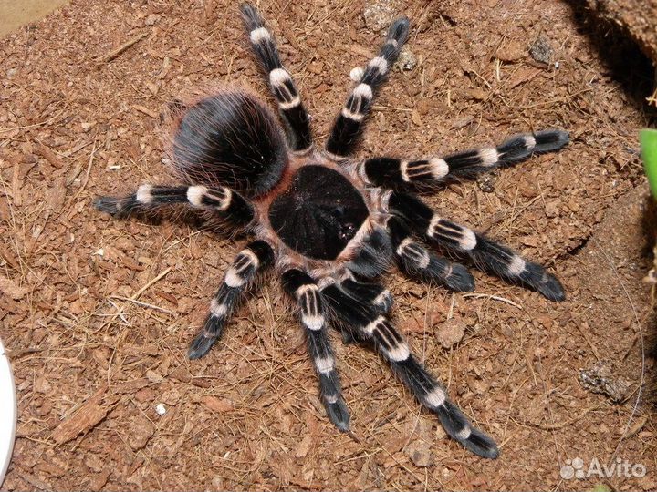 Паук-птицеед (Acanthoscurria geniculata)