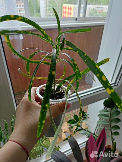 Кротоны,клеродентрум