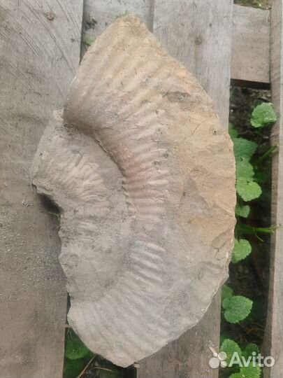 Для декора, аммонит