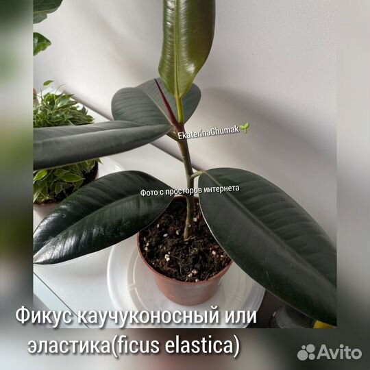 Фикусы, филодендрон, сингониумы