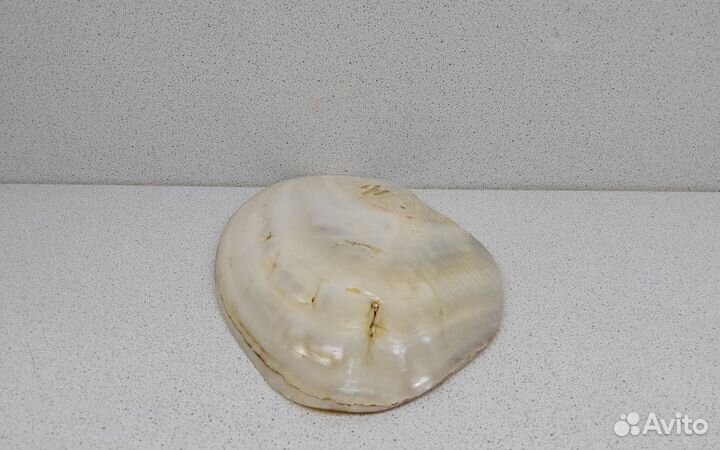 Жемчужница Куминга 16,3 морская ракушка ракоовина