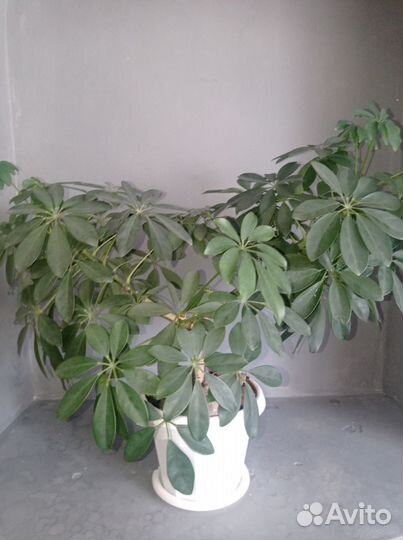 Комнатные цветы шефлера