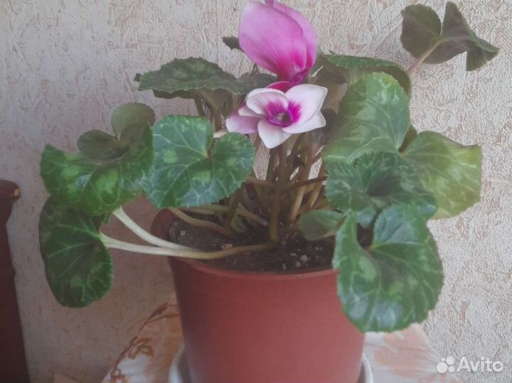 Цикламен персидский