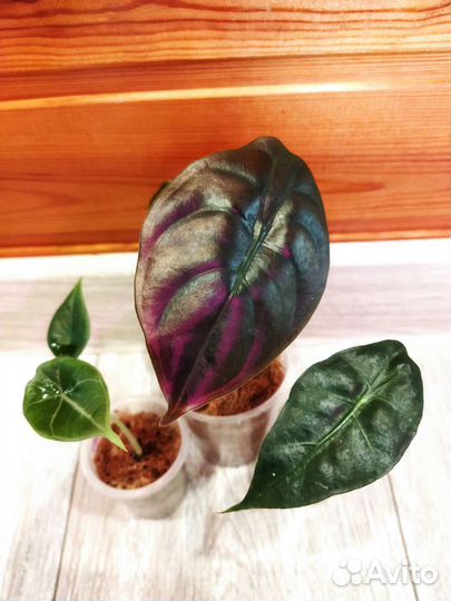 Набор алоказий