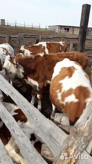 Телята, бычки,телочки