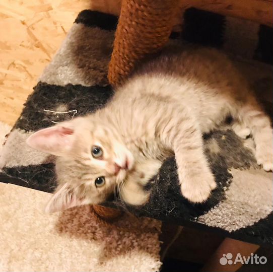 Маленькая Тонечка хочет домой