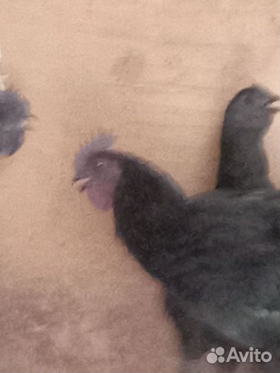 Петух ухейилюй