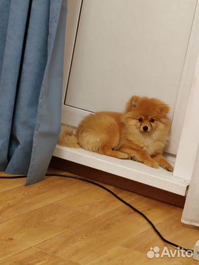 Померанский шпиц девочка