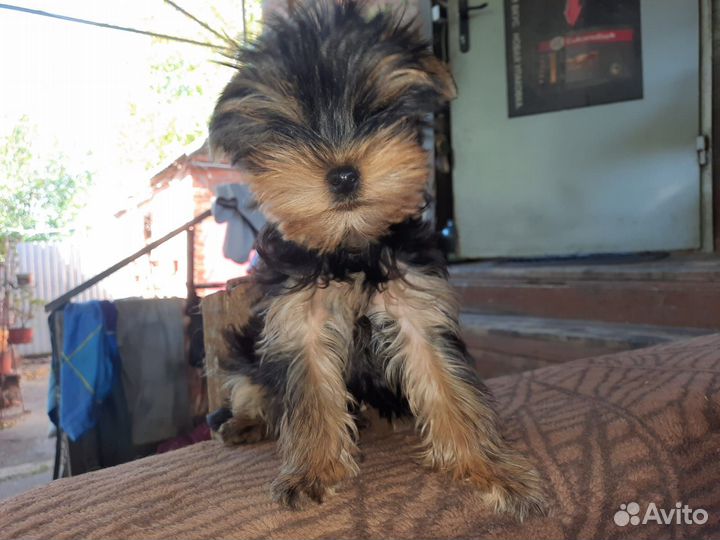 Йорк мальчик мини