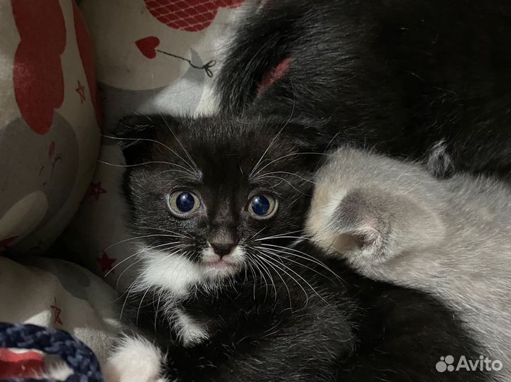 Котята в добрые руки