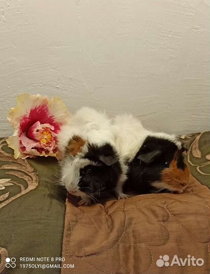 Морская свинка(мальчик)