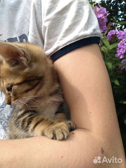 Котята в добрые руки бесплатно