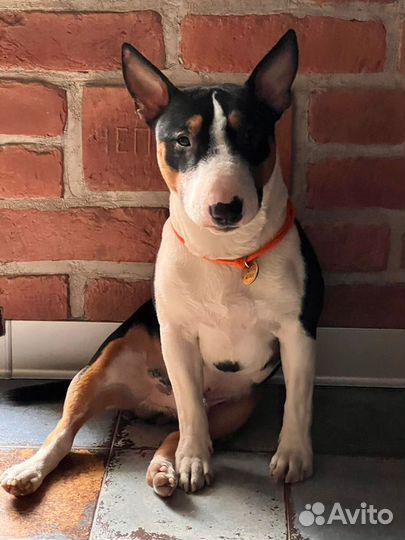 Кобель на вязку миниатюрный бультерьер (мини)