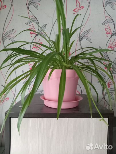 Хлорофитум